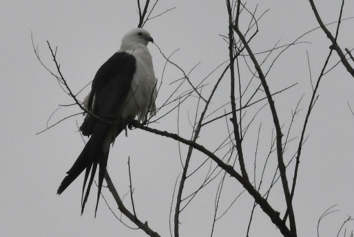 Swallow-tailed Kite - ML618385481