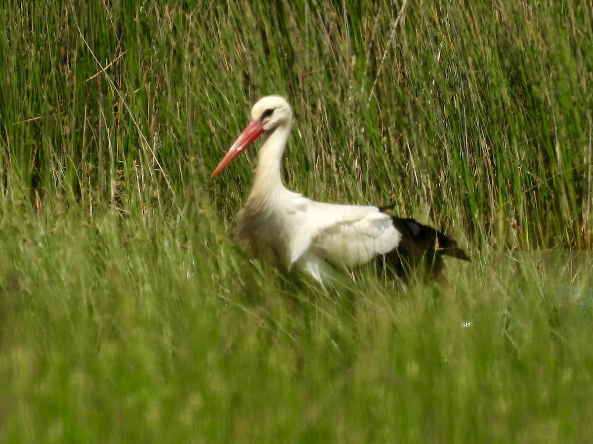 White Stork - ML618385510