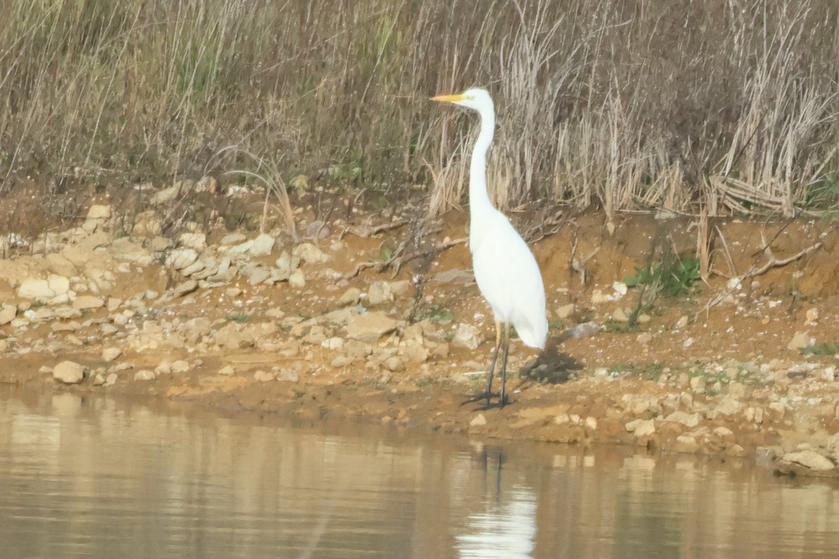 Yellow-billed Egret - ML618385539