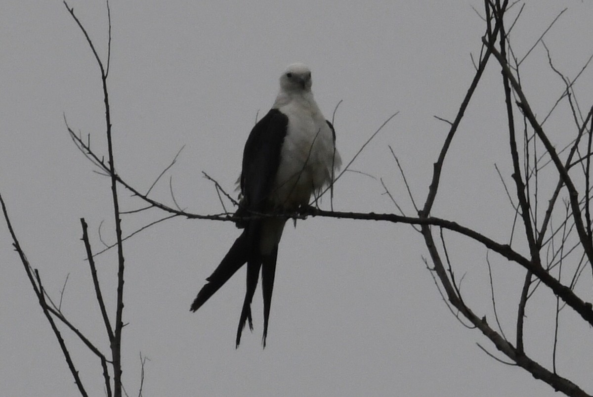 Swallow-tailed Kite - ML618385546