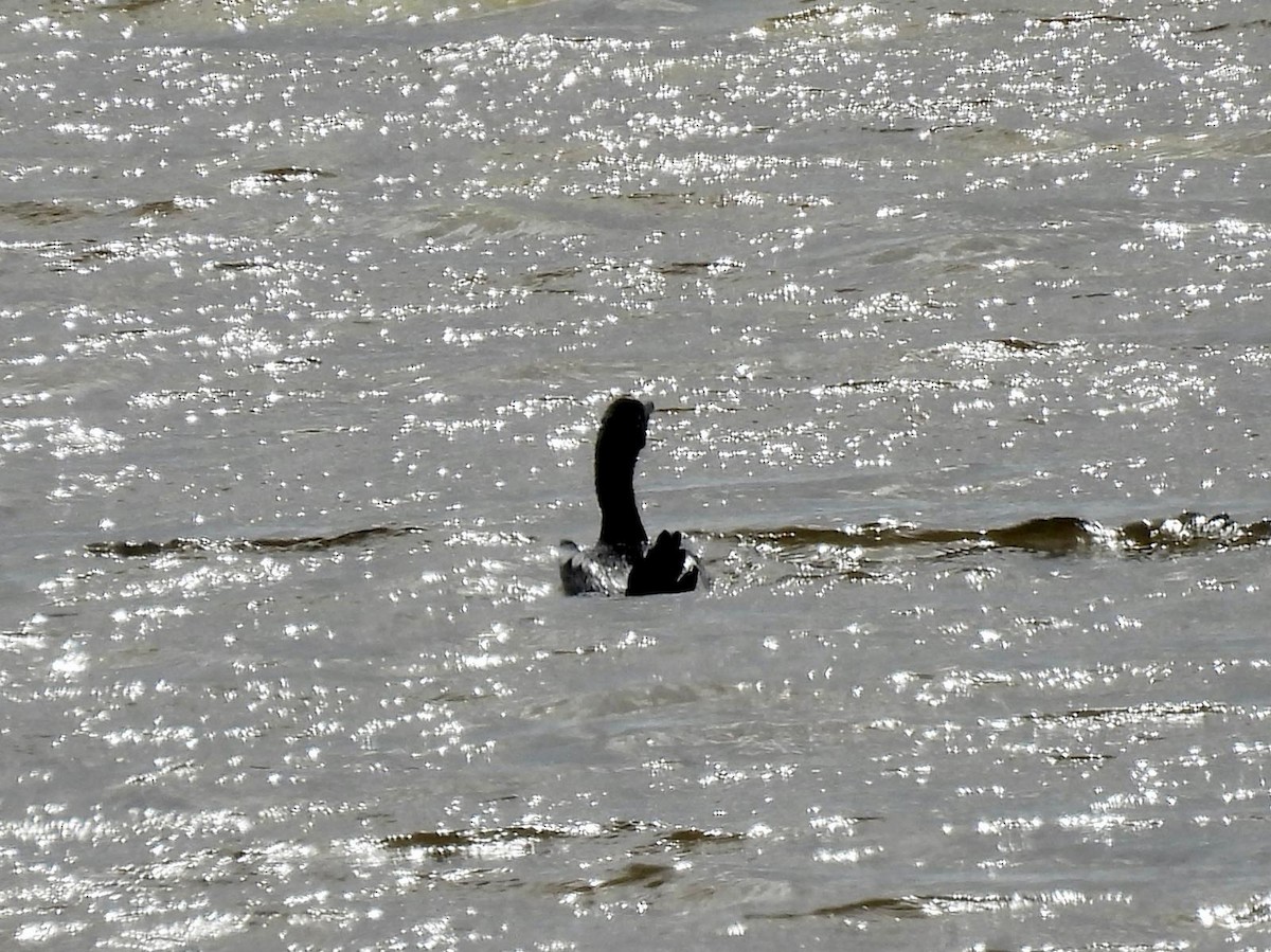 Pygmy Cormorant - Andy Todd