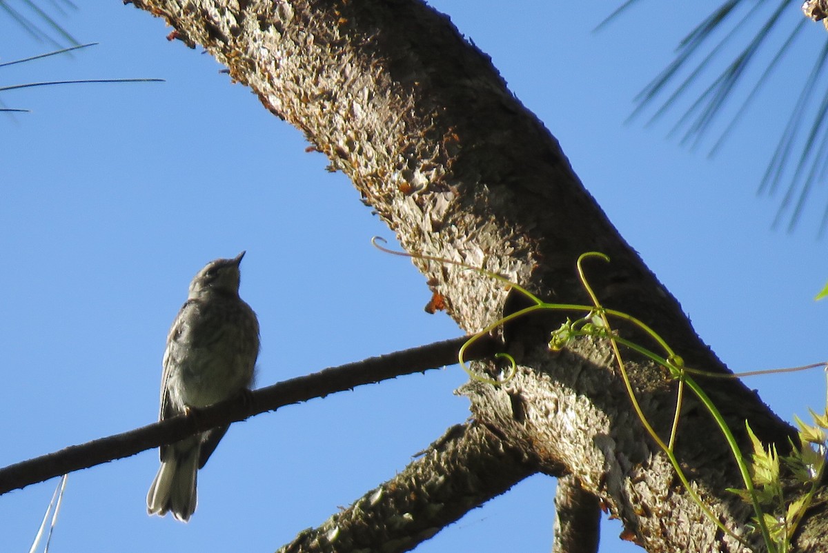 Yellow-throated Warbler - nicole-marie  pettinelli