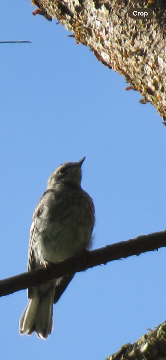 Yellow-throated Warbler - ML618385555