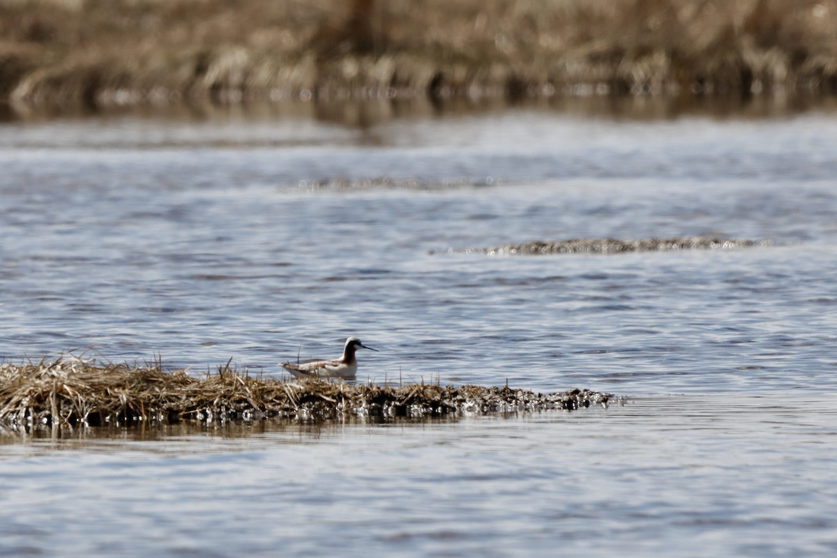 Wilson's Phalarope - MacKenzie McKnight