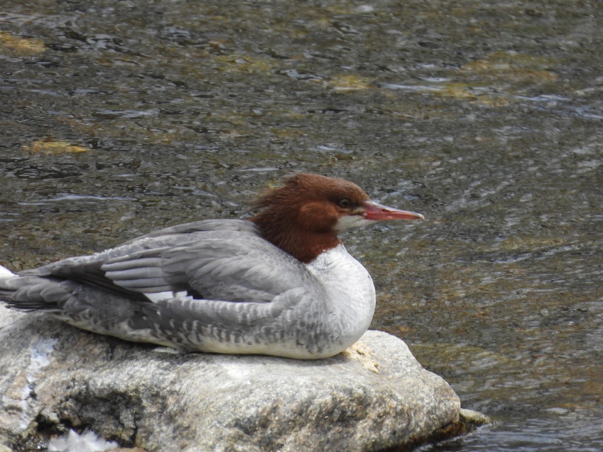 Common Merganser - Stella Miller