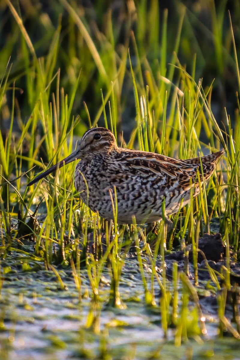 Great Snipe - ML618385630