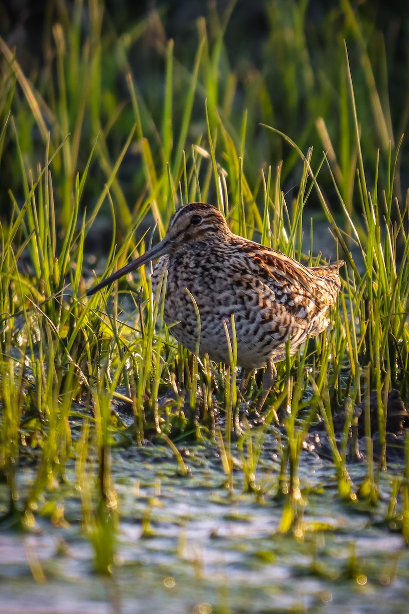 Great Snipe - Ömer Kilit