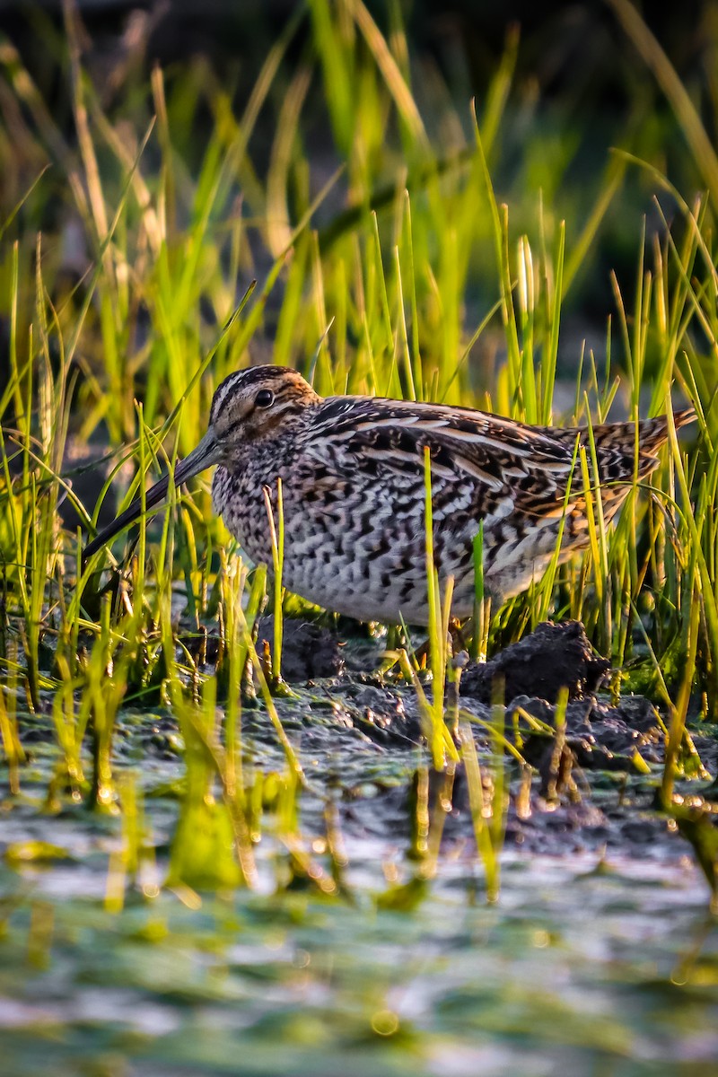 Great Snipe - ML618385633