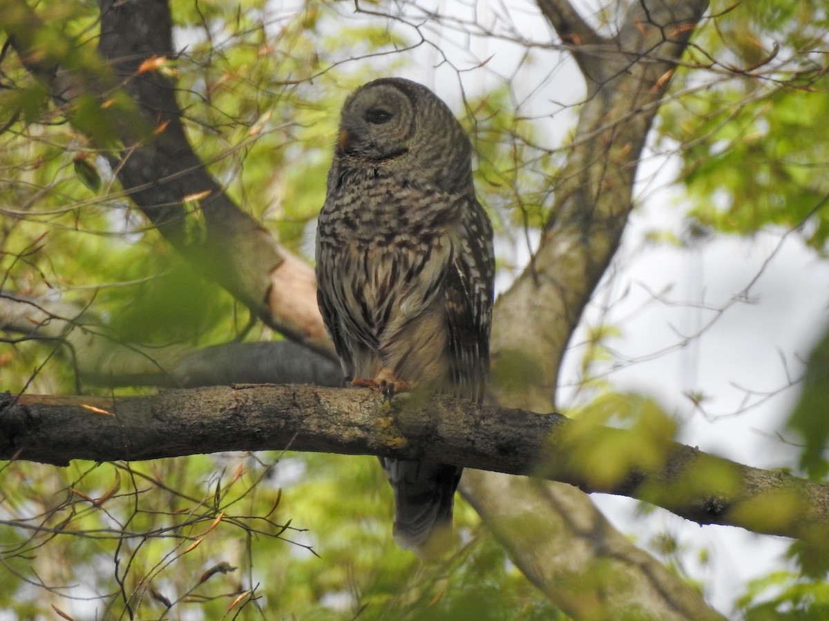 Barred Owl - ML618385740