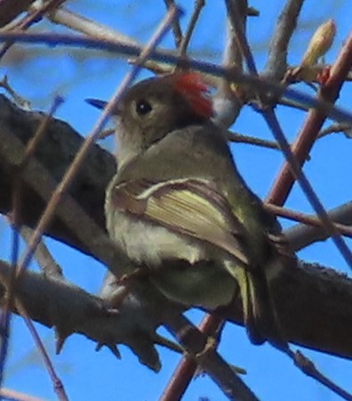 Ruby-crowned Kinglet - ML618385782