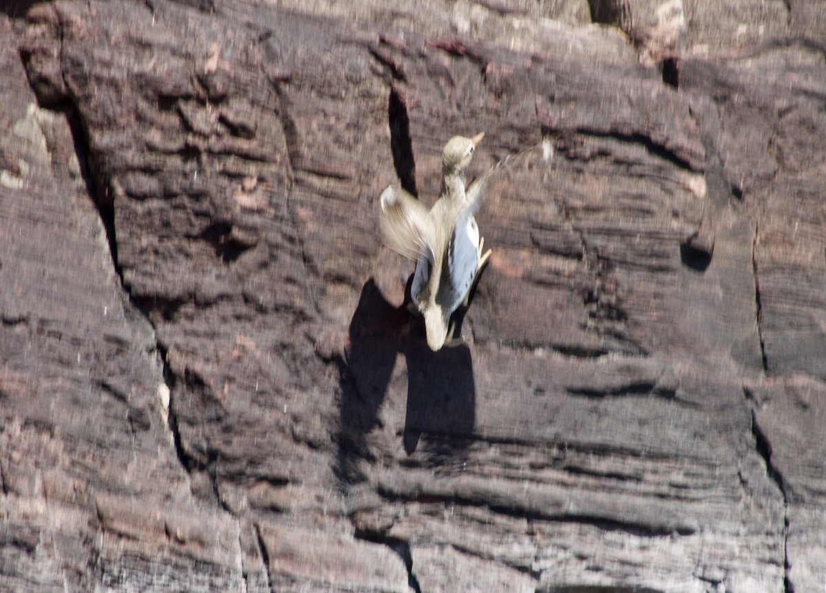 Spotted Sandpiper - ML618385800