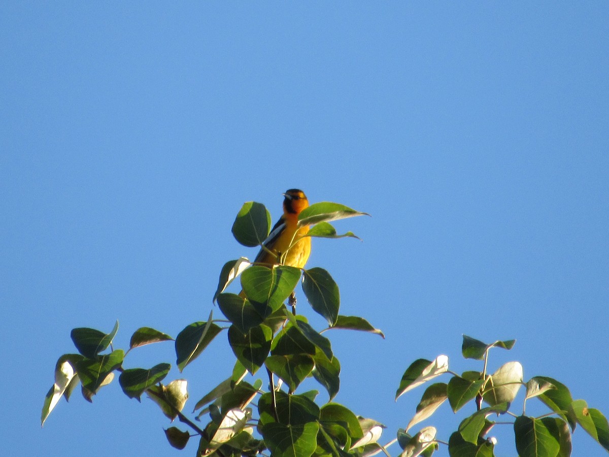 Bullock's Oriole - Abby Haight