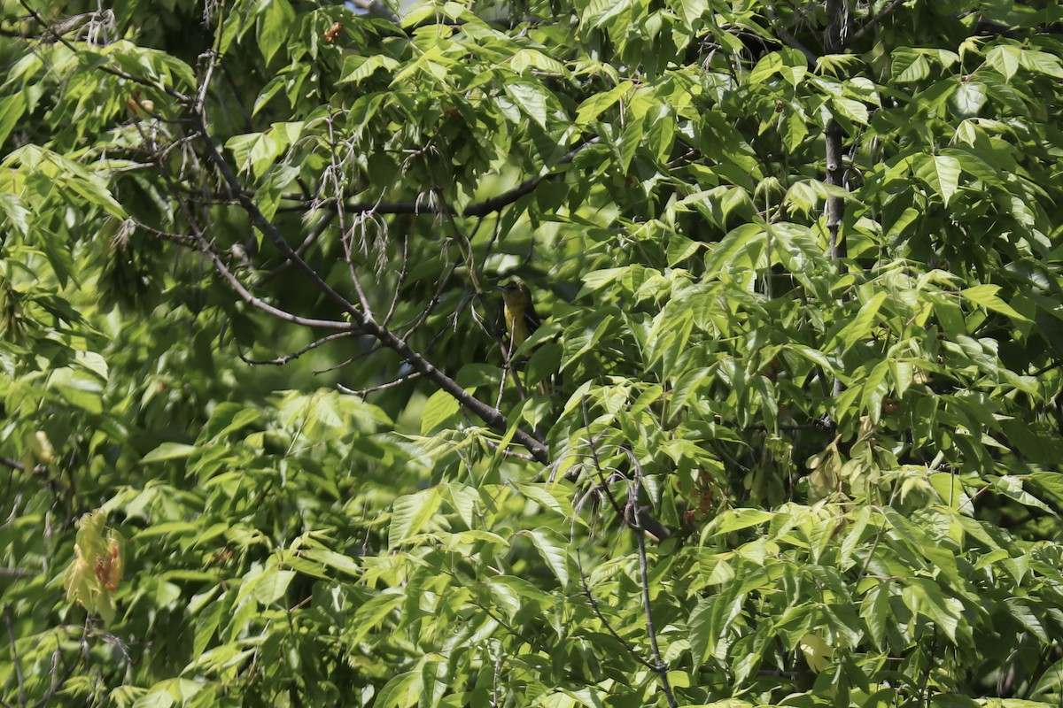 Blue-winged Warbler - RIIO LU