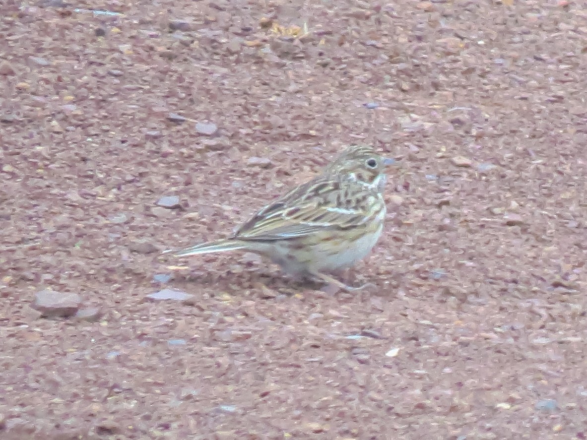 Vesper Sparrow - ML618385856