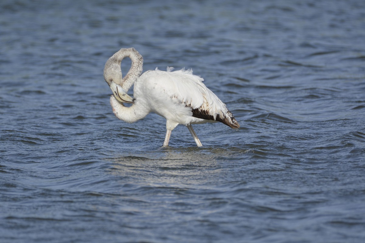 Greater Flamingo - ML618385883