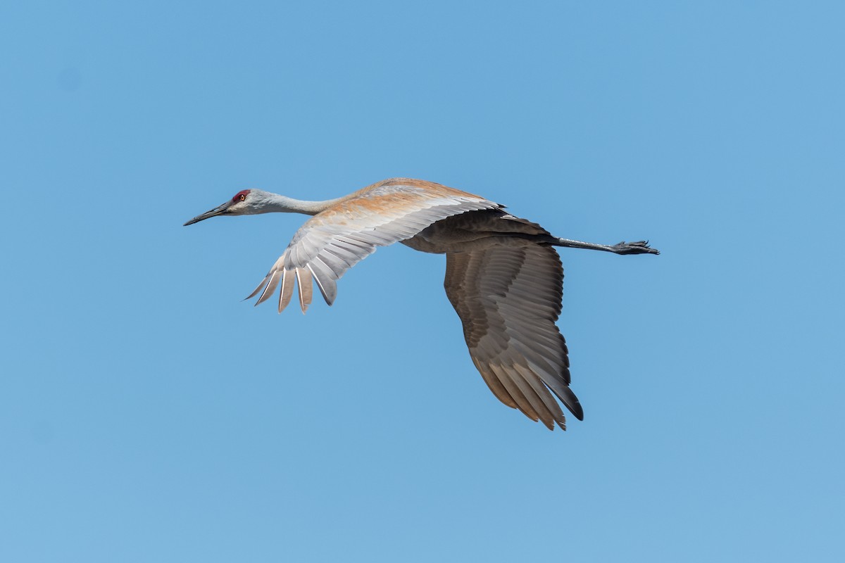 Sandhill Crane - Brian McGee