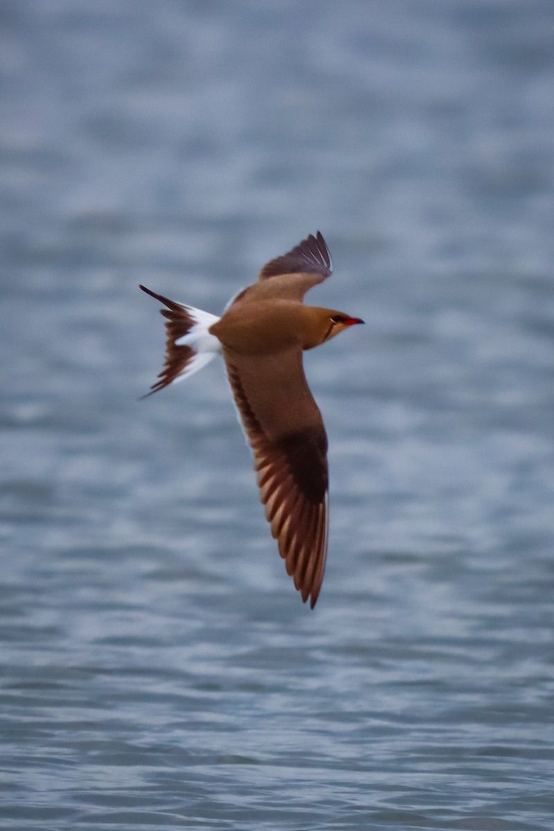 Collared Pratincole - ML618385894