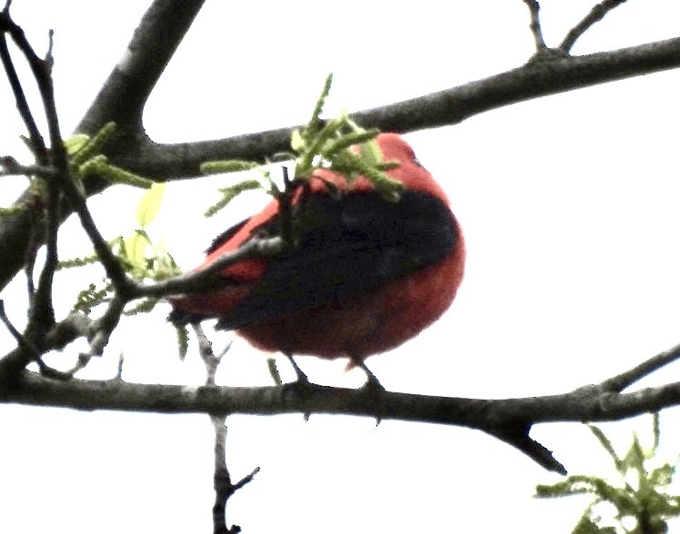 Scarlet Tanager - Jerry Hampton