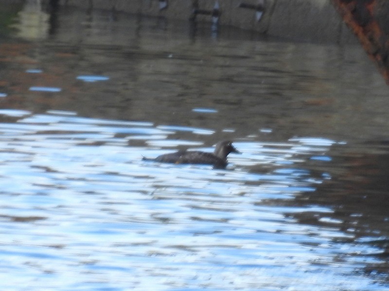 Flying Steamer-Duck - bob butler