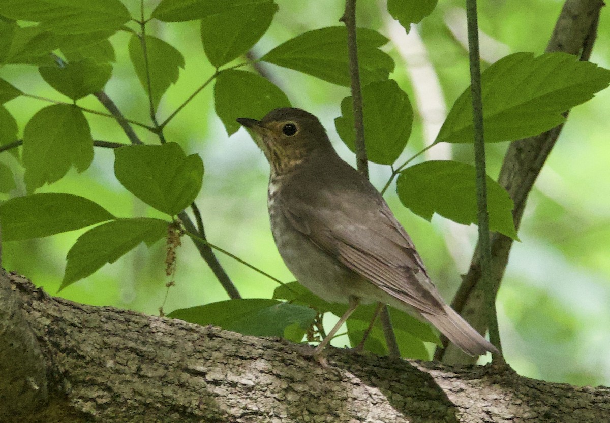 Swainson's Thrush - Toby Ditz