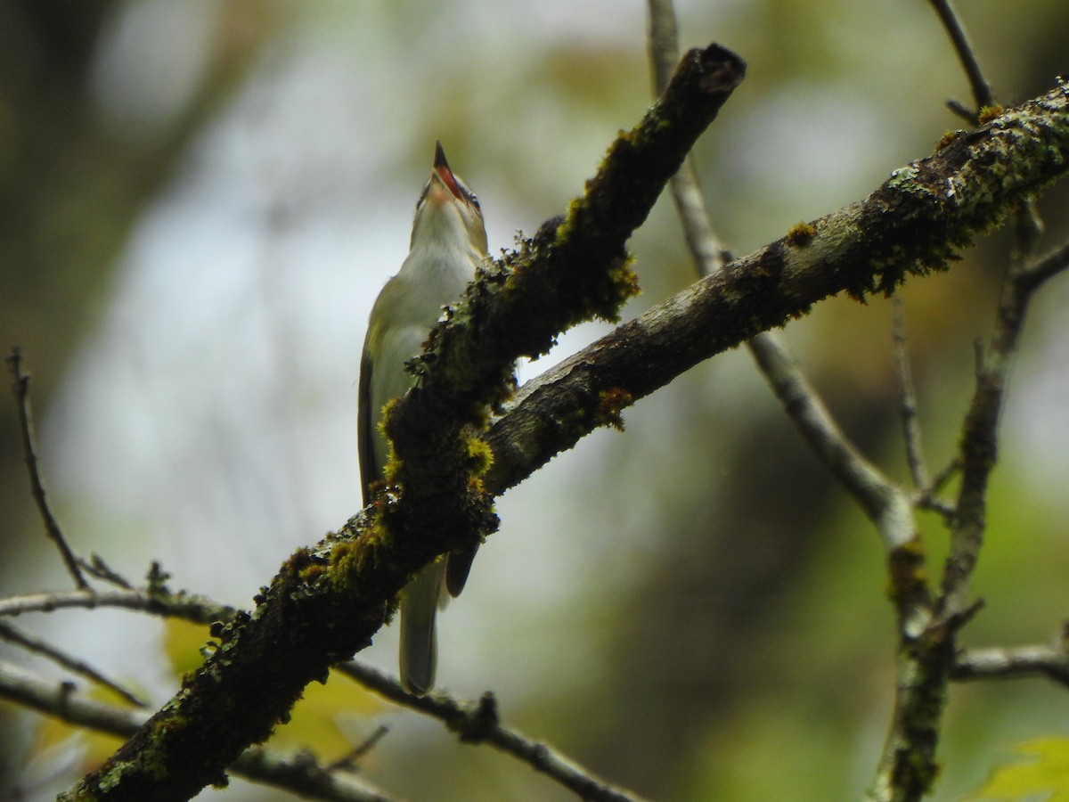 Red-eyed Vireo - ML618385957