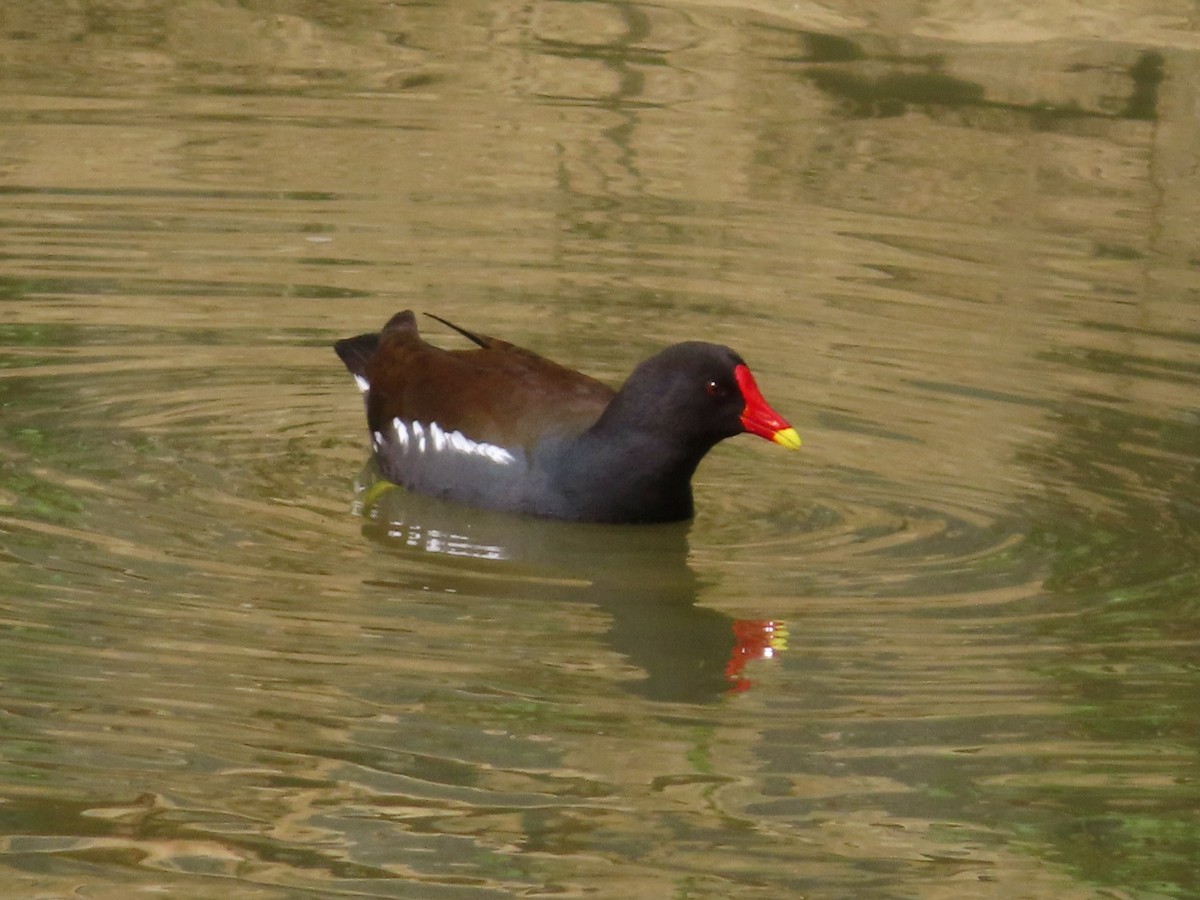 Eurasian Moorhen - ML618385959