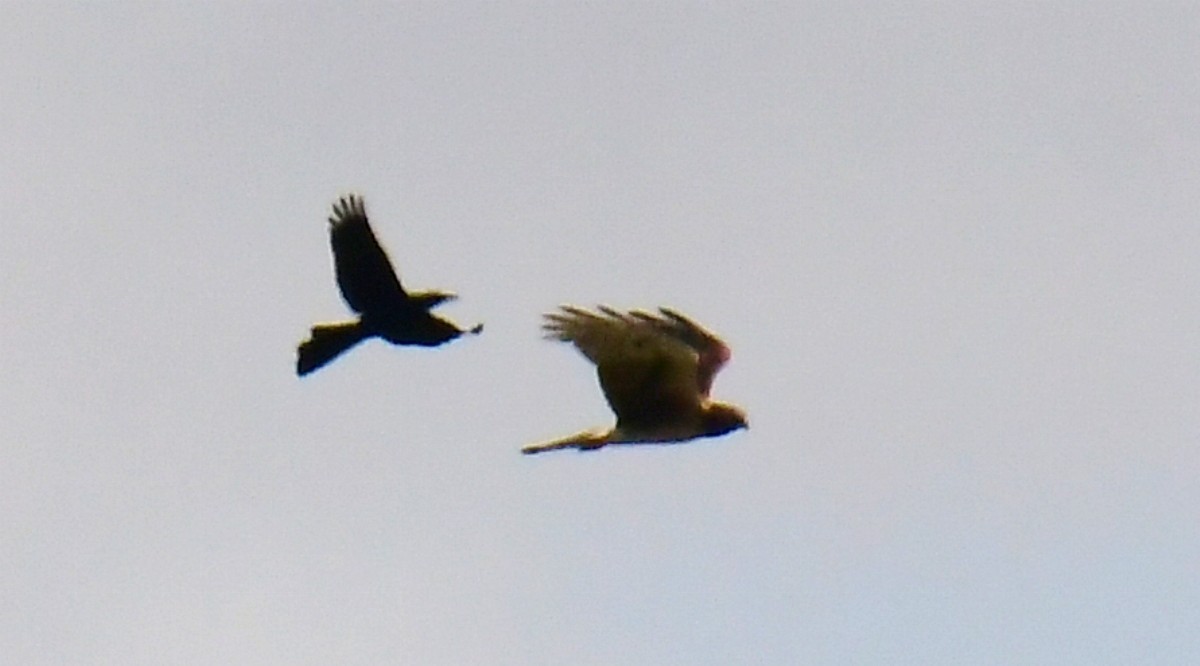 Northern Harrier - Leesa Brown