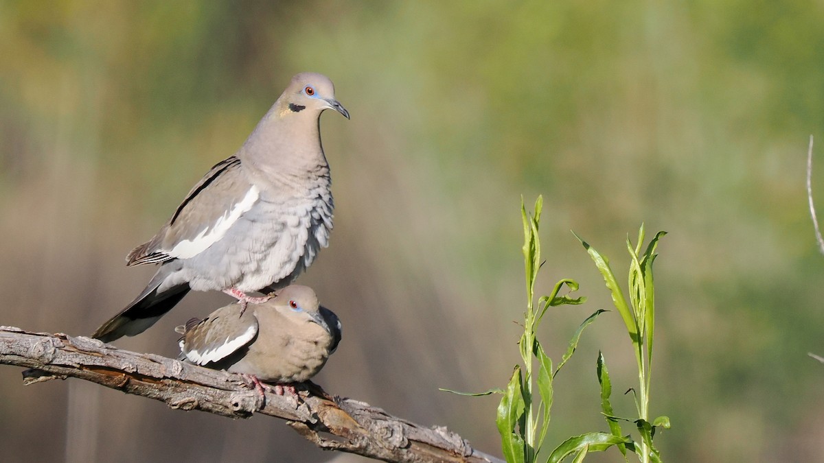 White-winged Dove - ML618385973