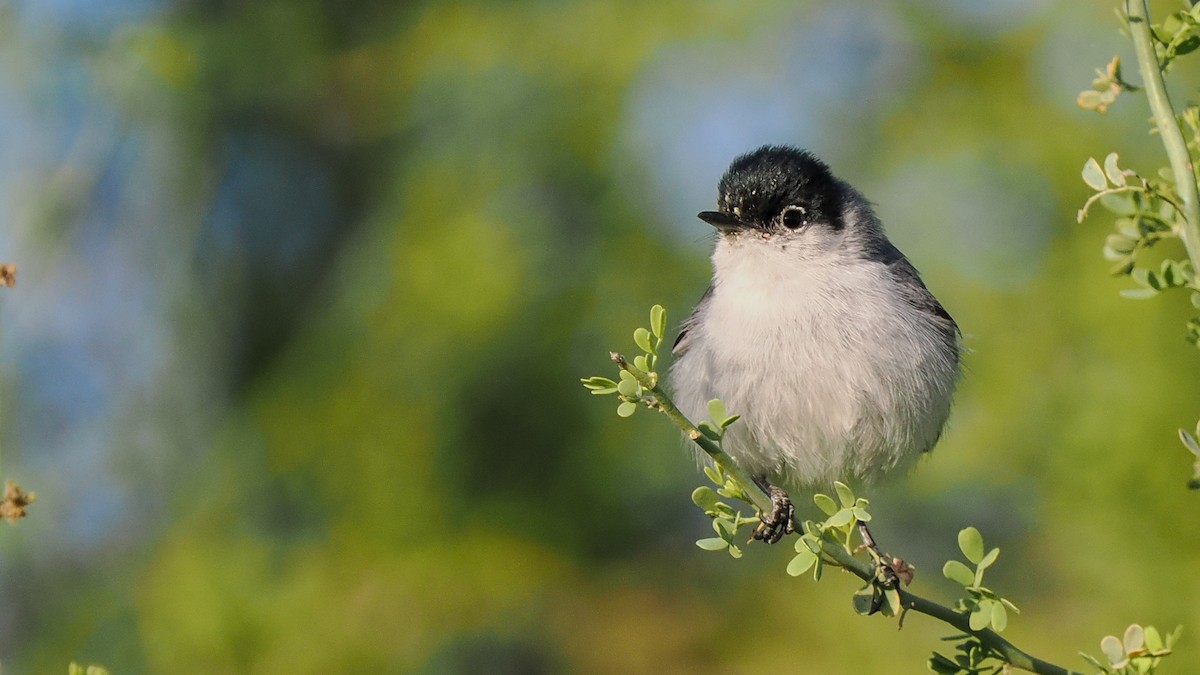 Black-tailed Gnatcatcher - ML618385979