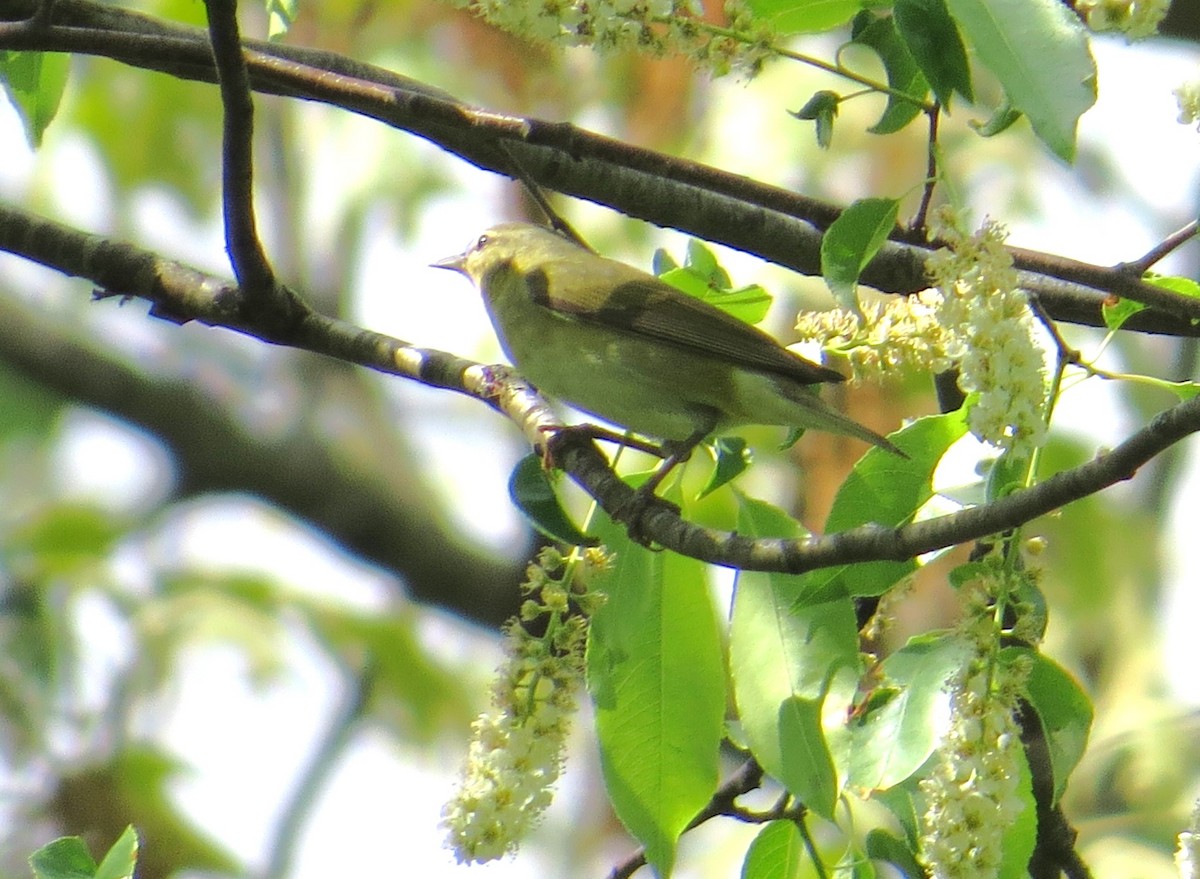 Tennessee Warbler - Vivek Govind Kumar