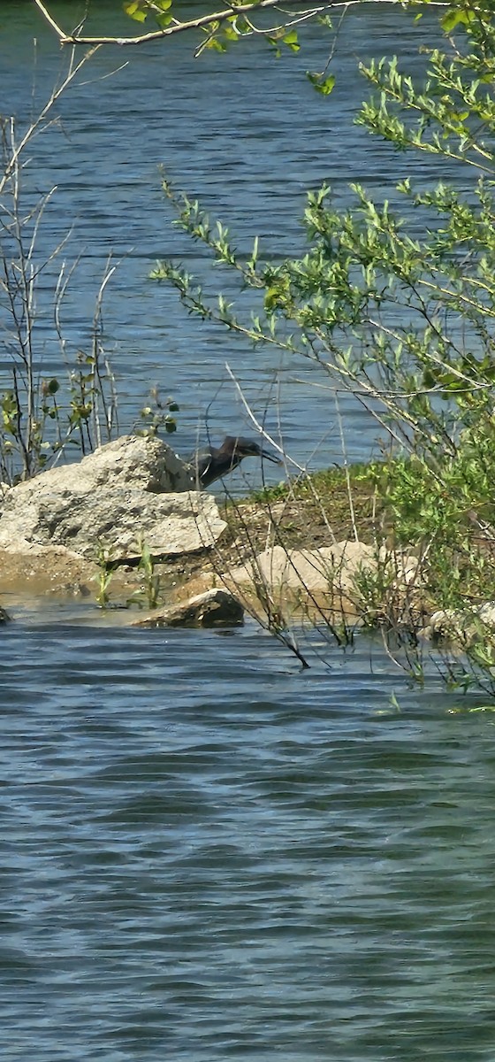 Green Heron - ML618386001