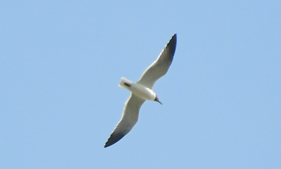 Laughing Gull - Leesa Brown