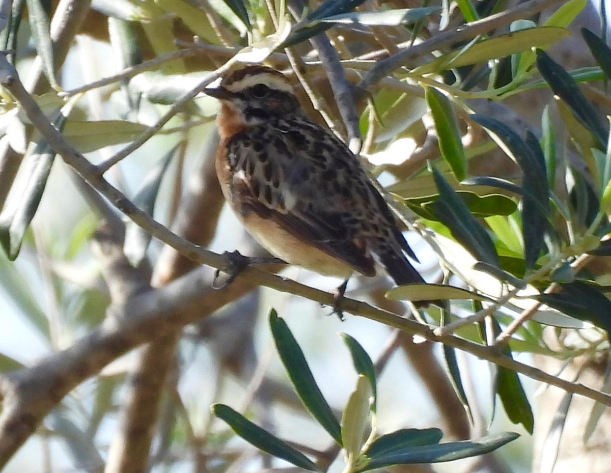 Whinchat - ML618386035