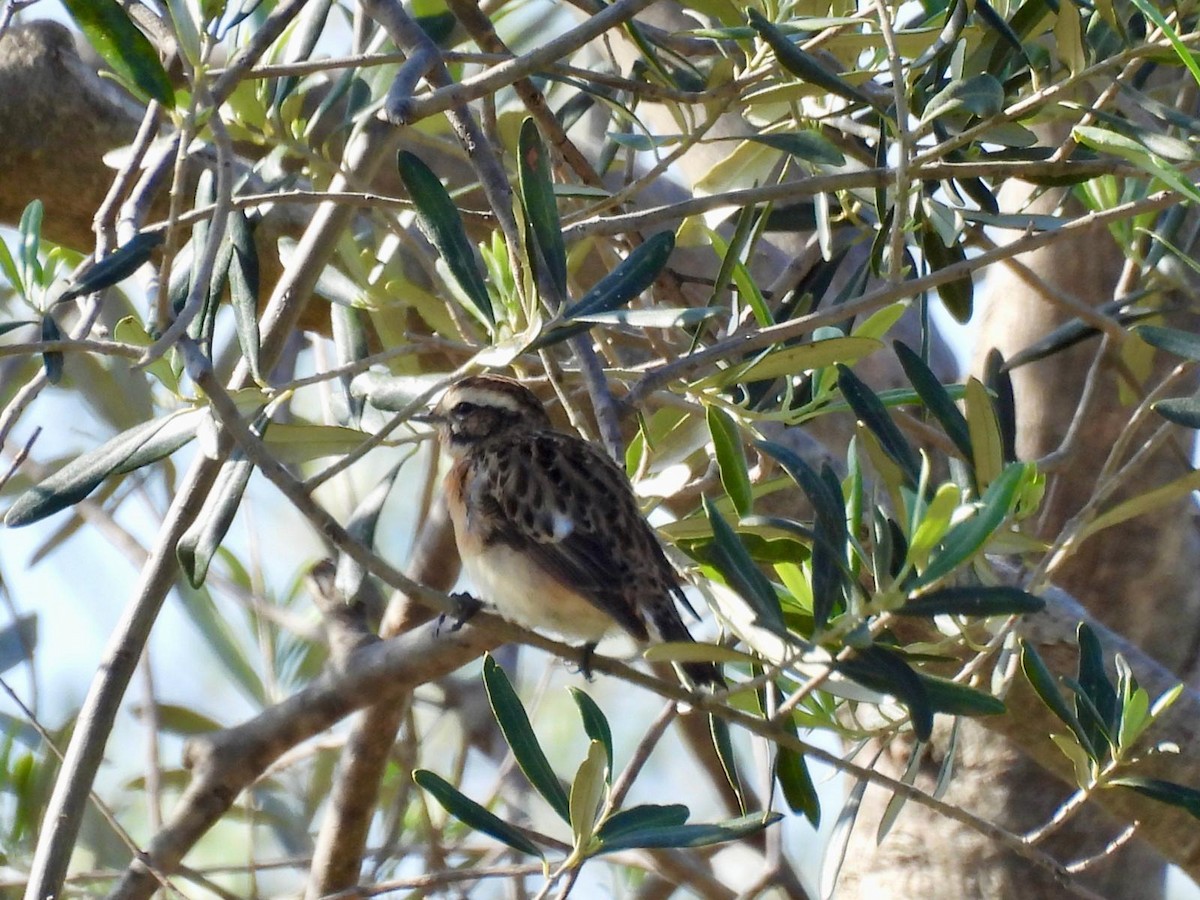 Whinchat - ML618386036