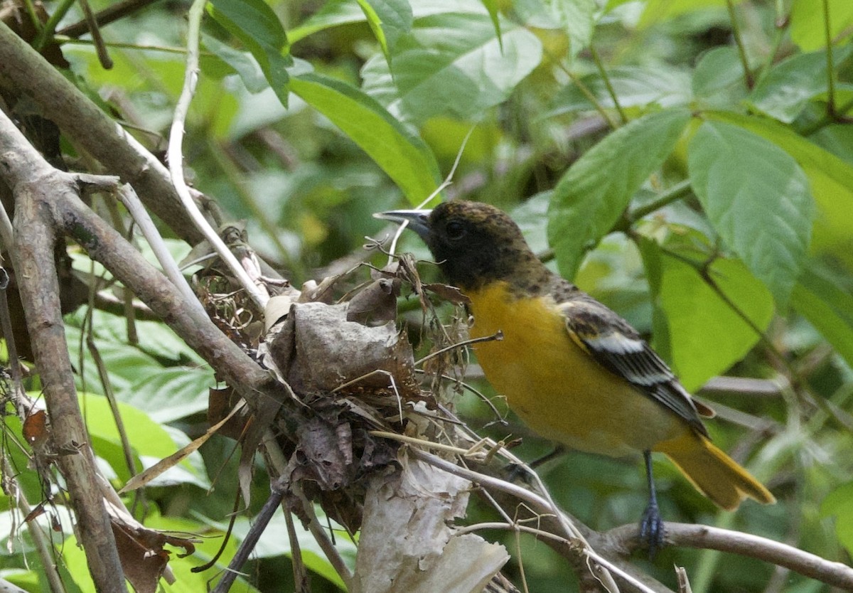 Baltimore Oriole - ML618386079