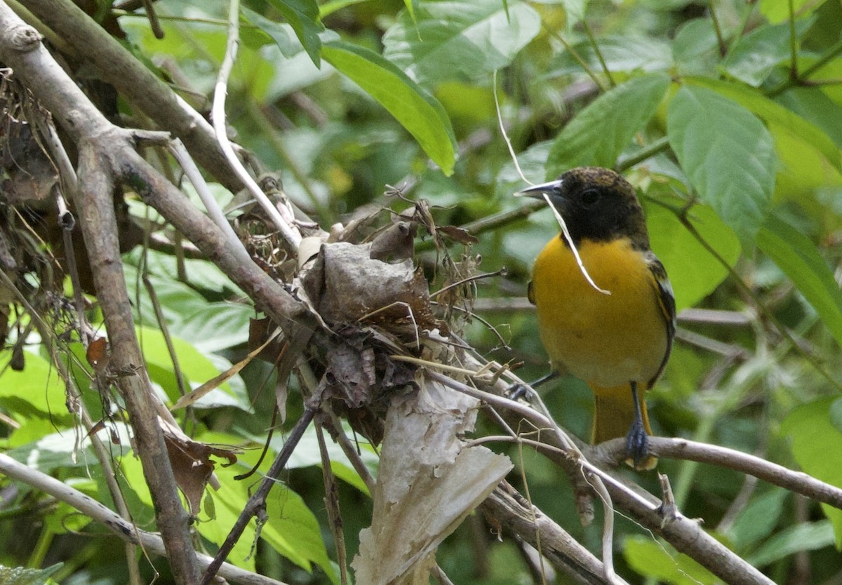 Baltimore Oriole - ML618386080