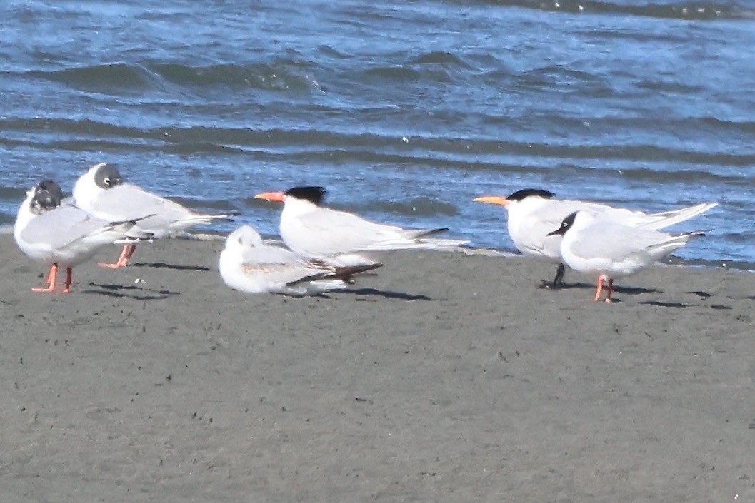 Elegant Tern - ML618386081