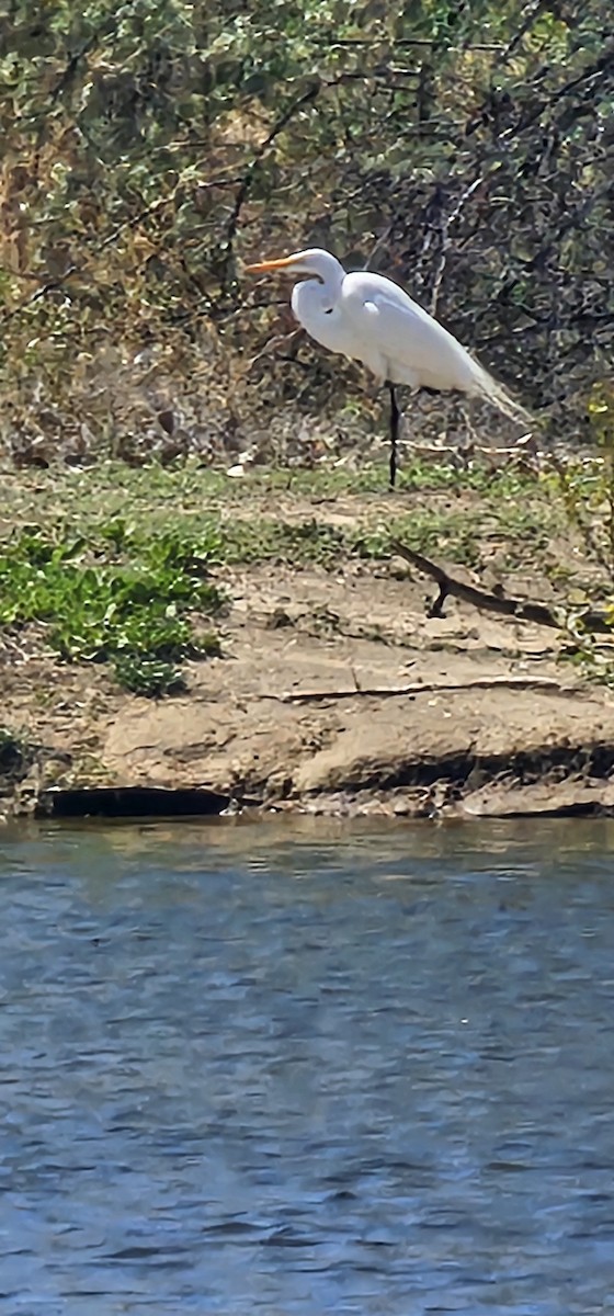 Great Egret - ML618386100