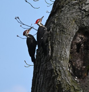 Pileated Woodpecker - ML618386104