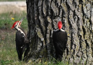 Pileated Woodpecker - ML618386113