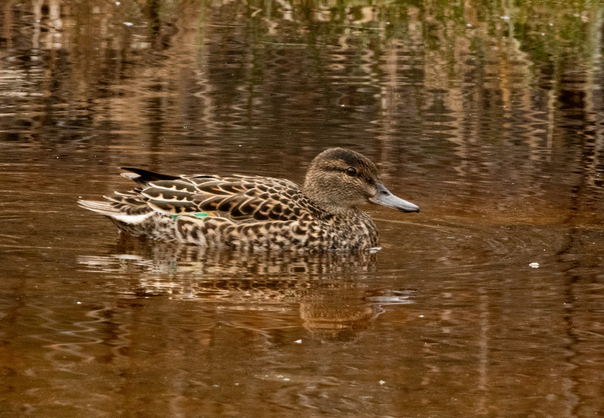 Green-winged Teal - Francois Dubois