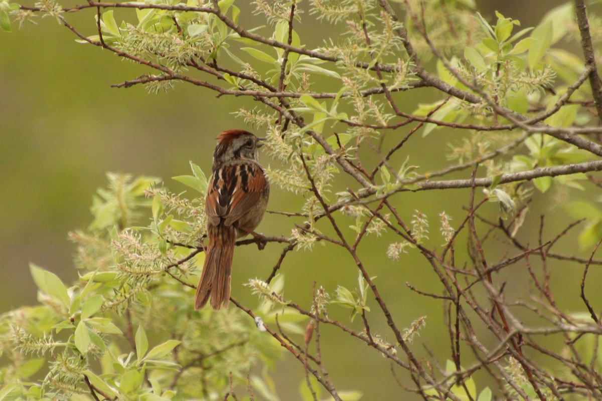 Swamp Sparrow - ML618386148