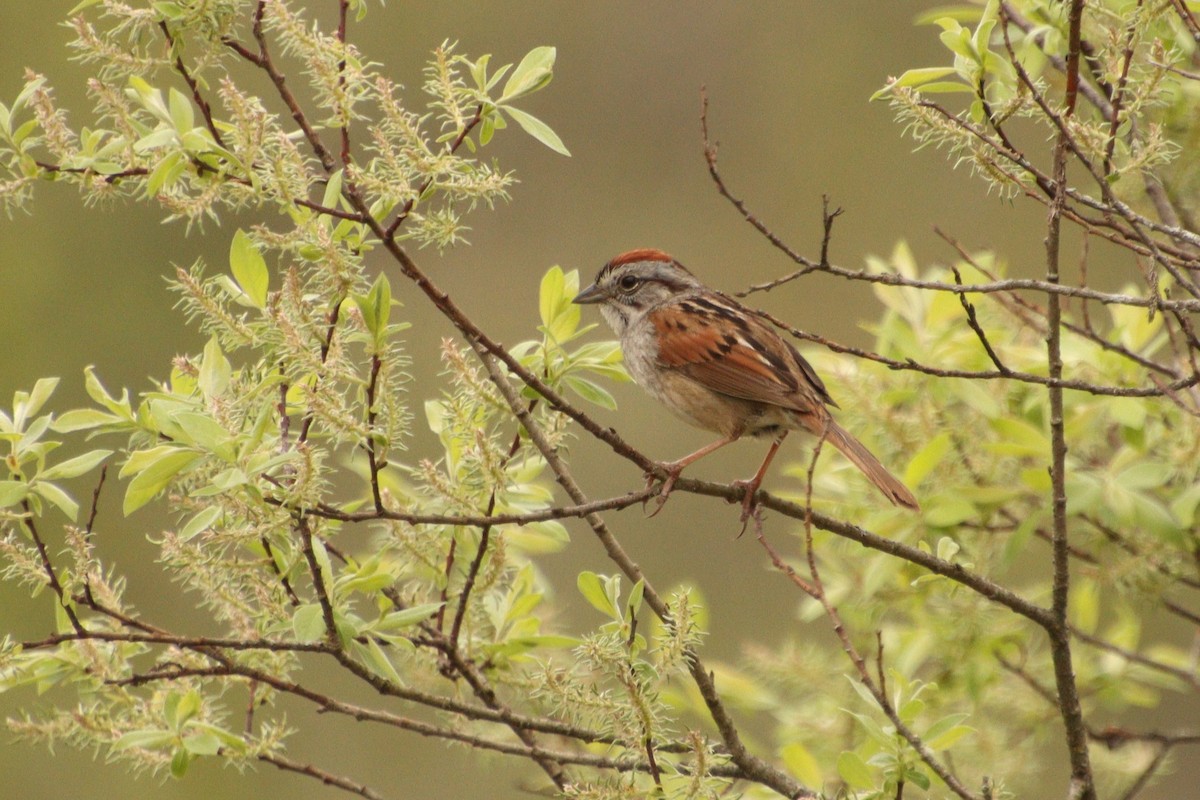Swamp Sparrow - ML618386149