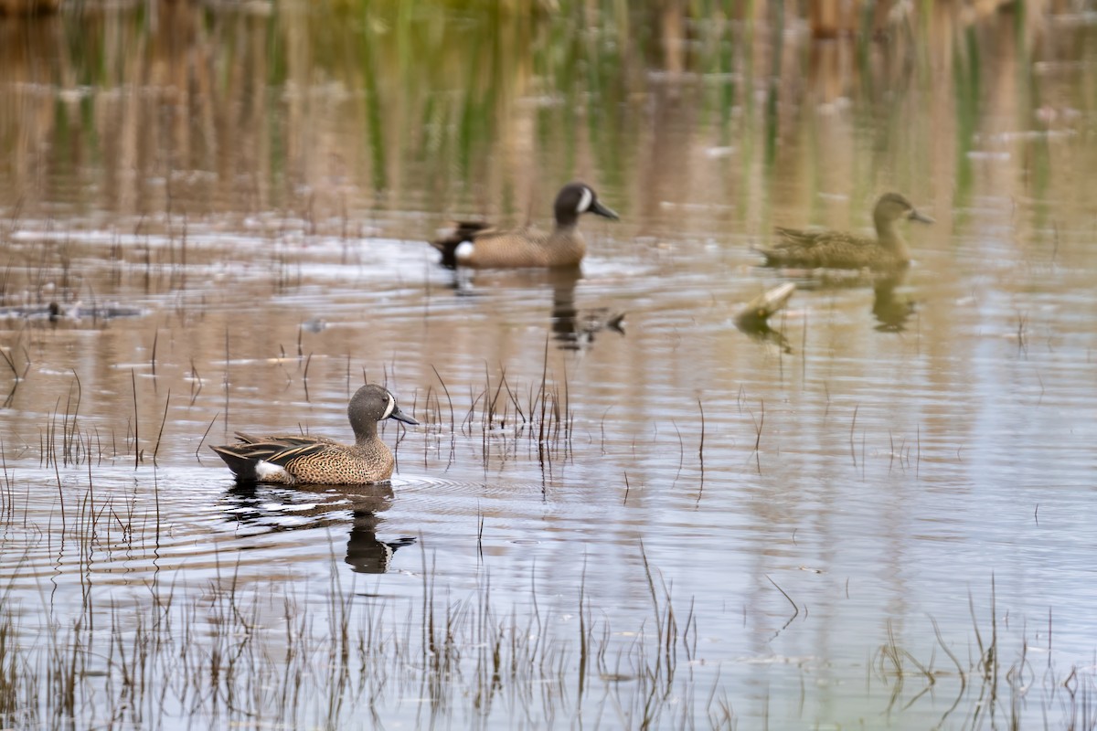 Blue-winged Teal - ML618386151