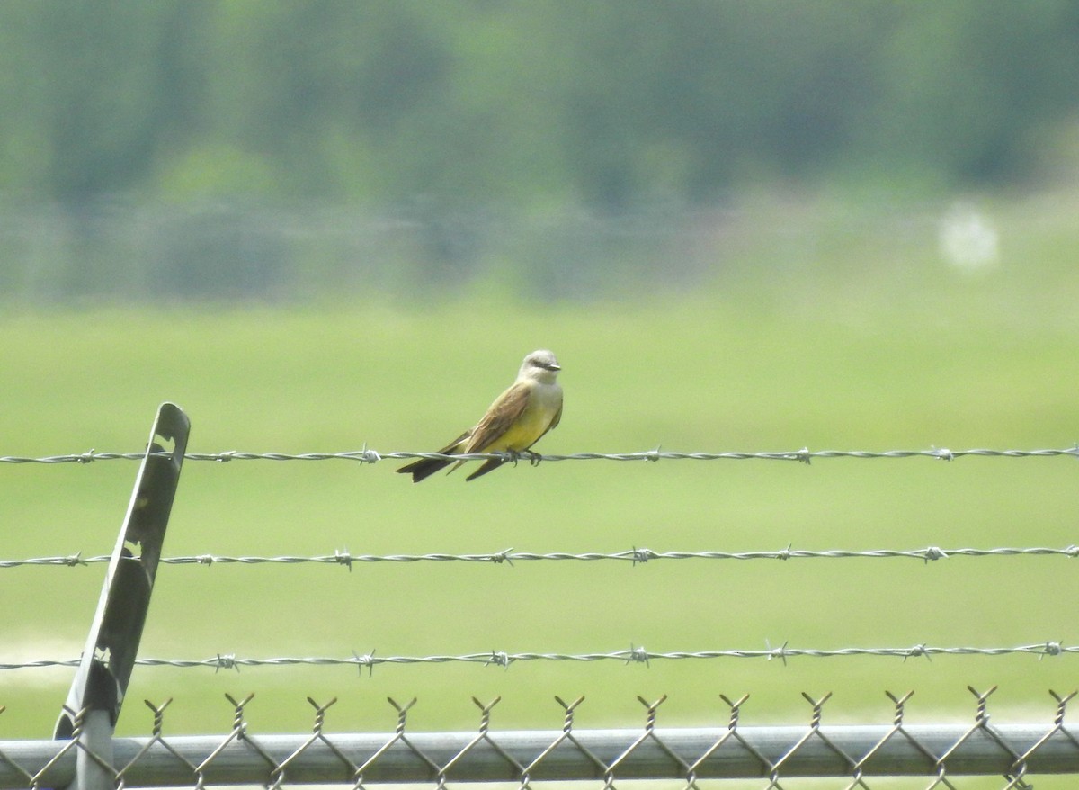 Western Kingbird - Logan Harlan