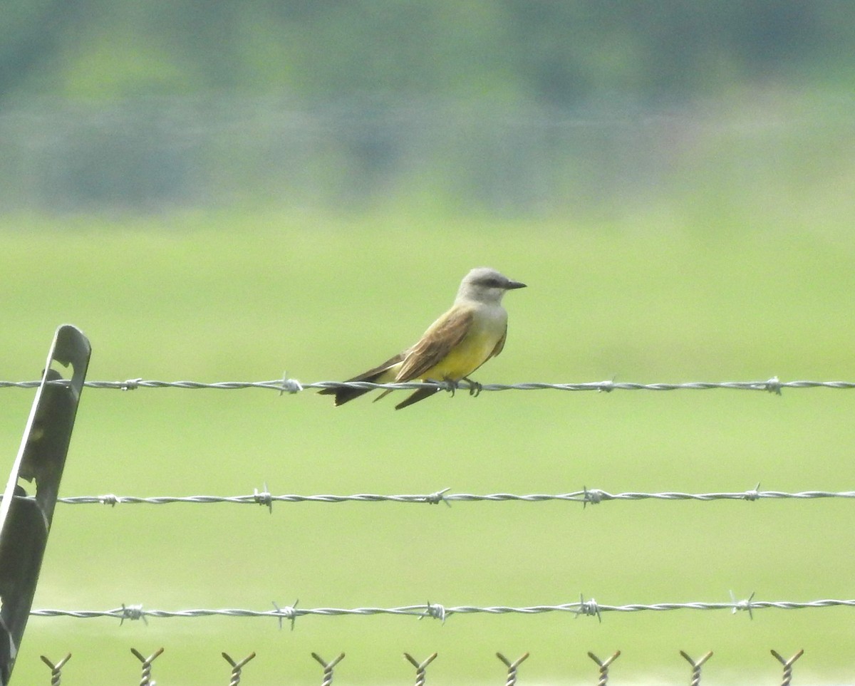 Western Kingbird - Logan Harlan