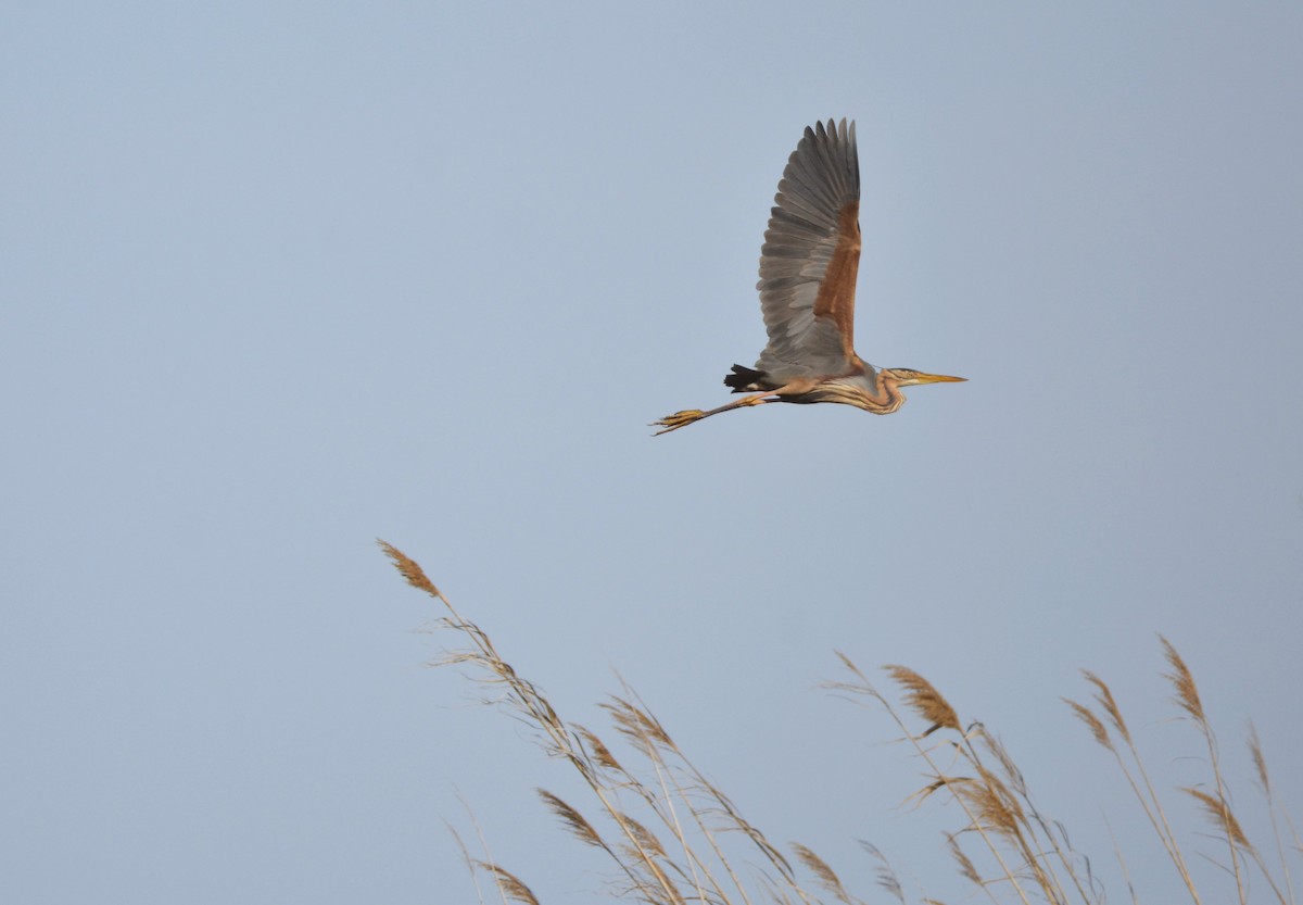 Purple Heron - ML618386162