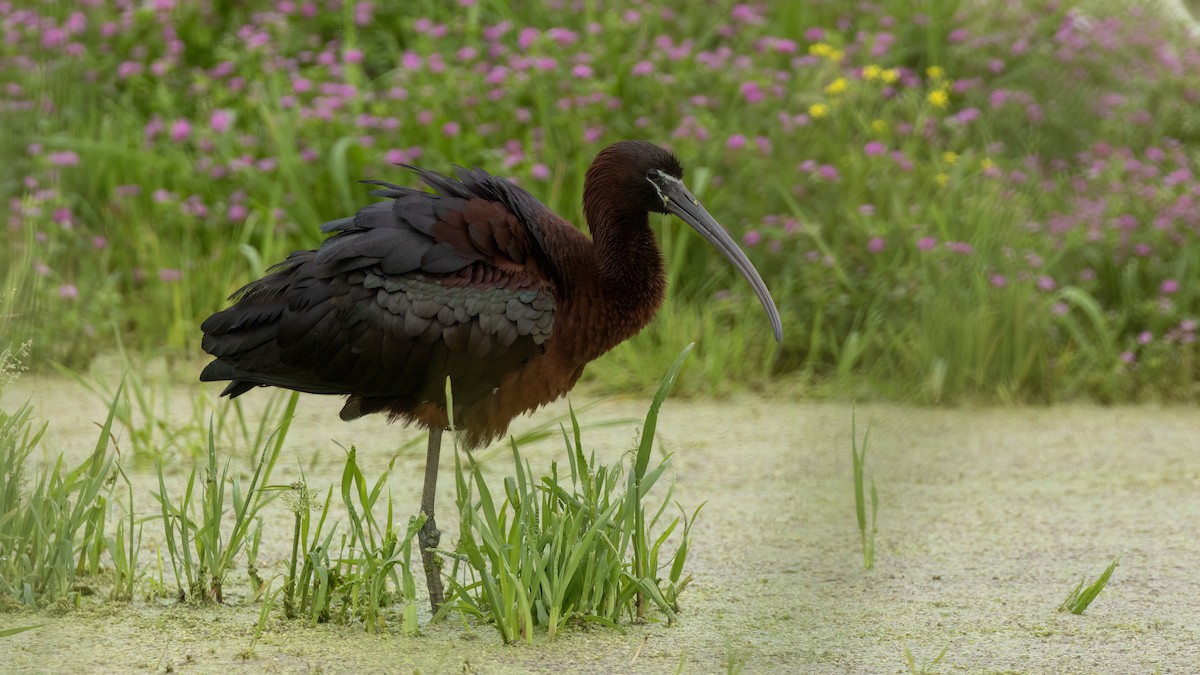 Glossy Ibis - ML618386178