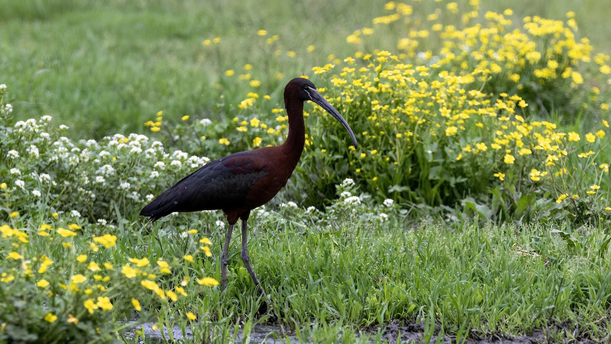 Glossy Ibis - ML618386179