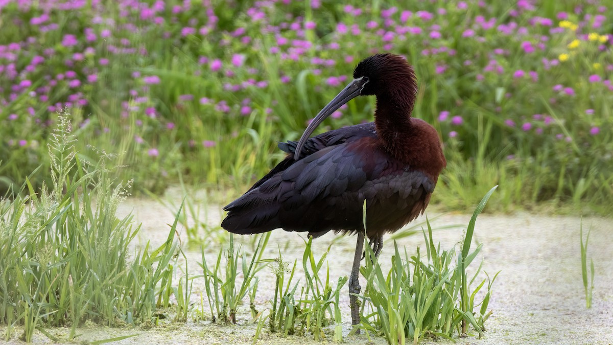 ibis hnědý - ML618386180